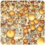 Псилоцибиновые (галлюциногенные)  грибы Psilocybin "Golden Teacher" в Южноуральске