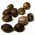 Семена марихуаны АК-47  (Seeds AK-47) в Южноуральске